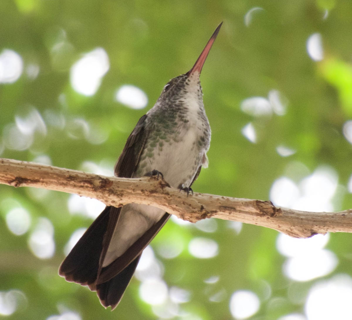 svartnebbkolibri - ML617818596