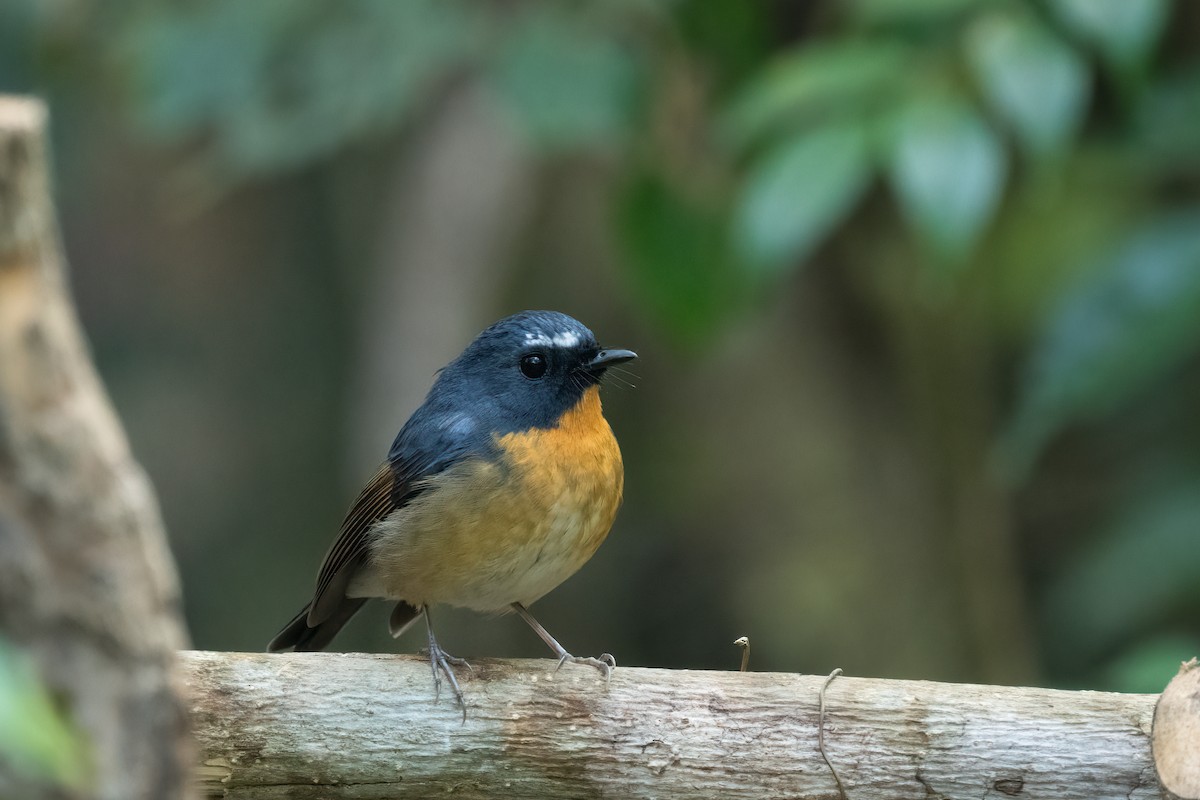 Snowy-browed Flycatcher - ML617818598