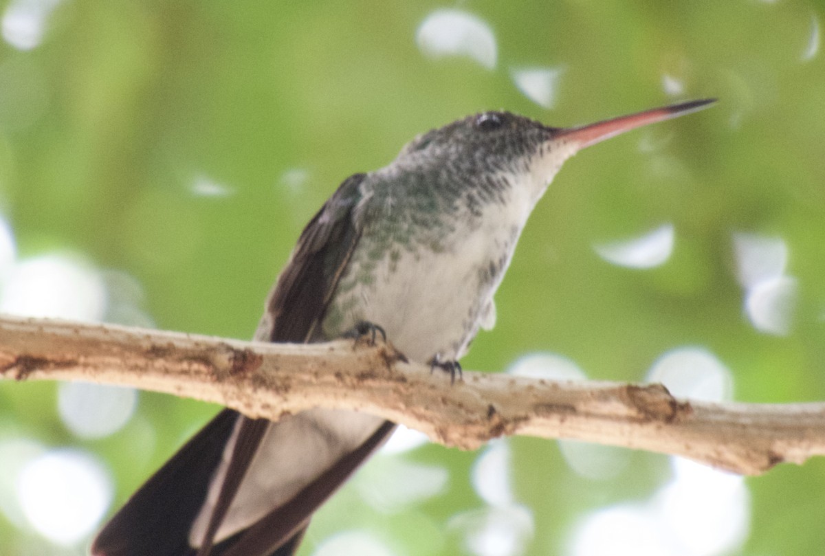 kolibřík běloprsý - ML617818613
