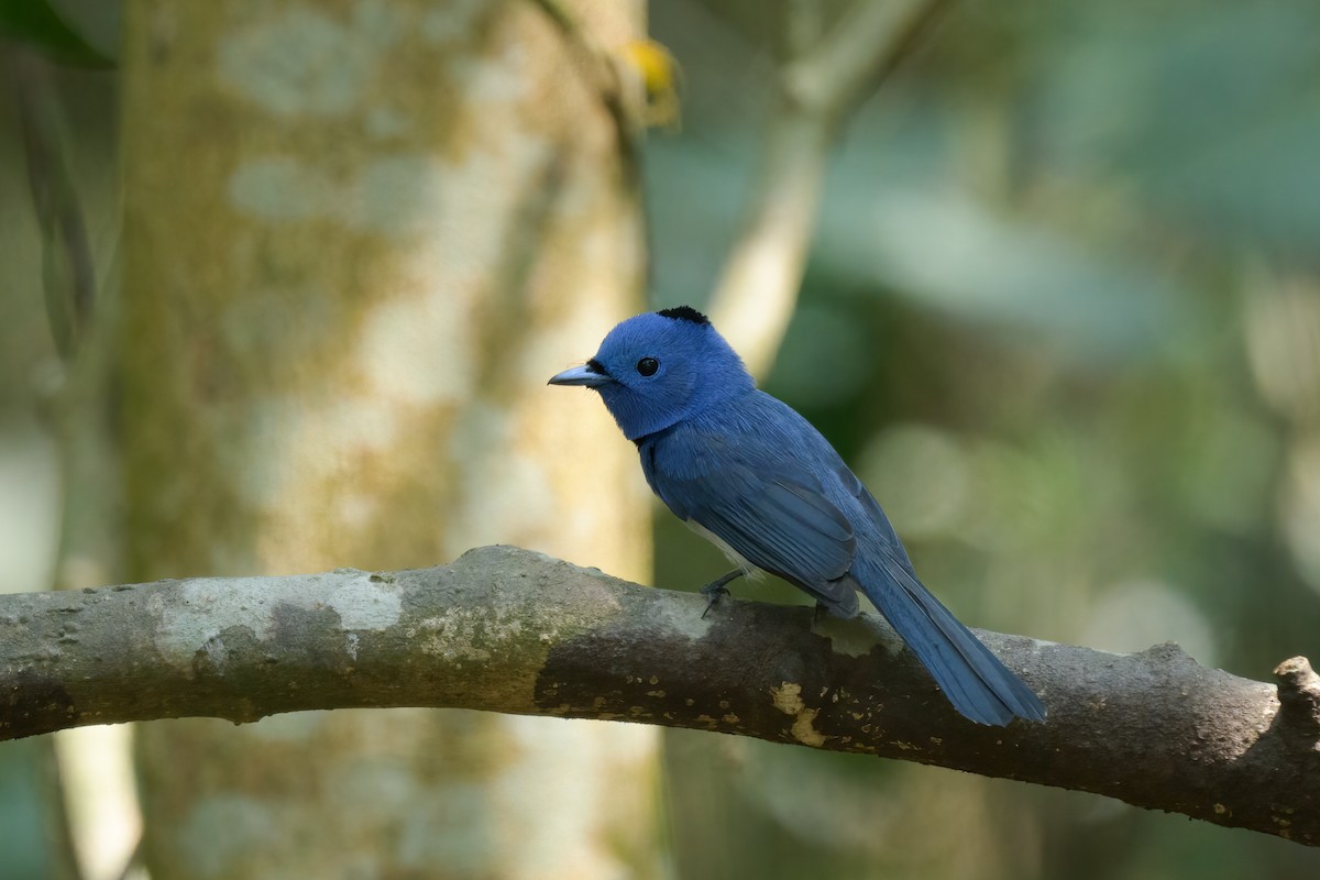 Black-naped Monarch - ML617818617