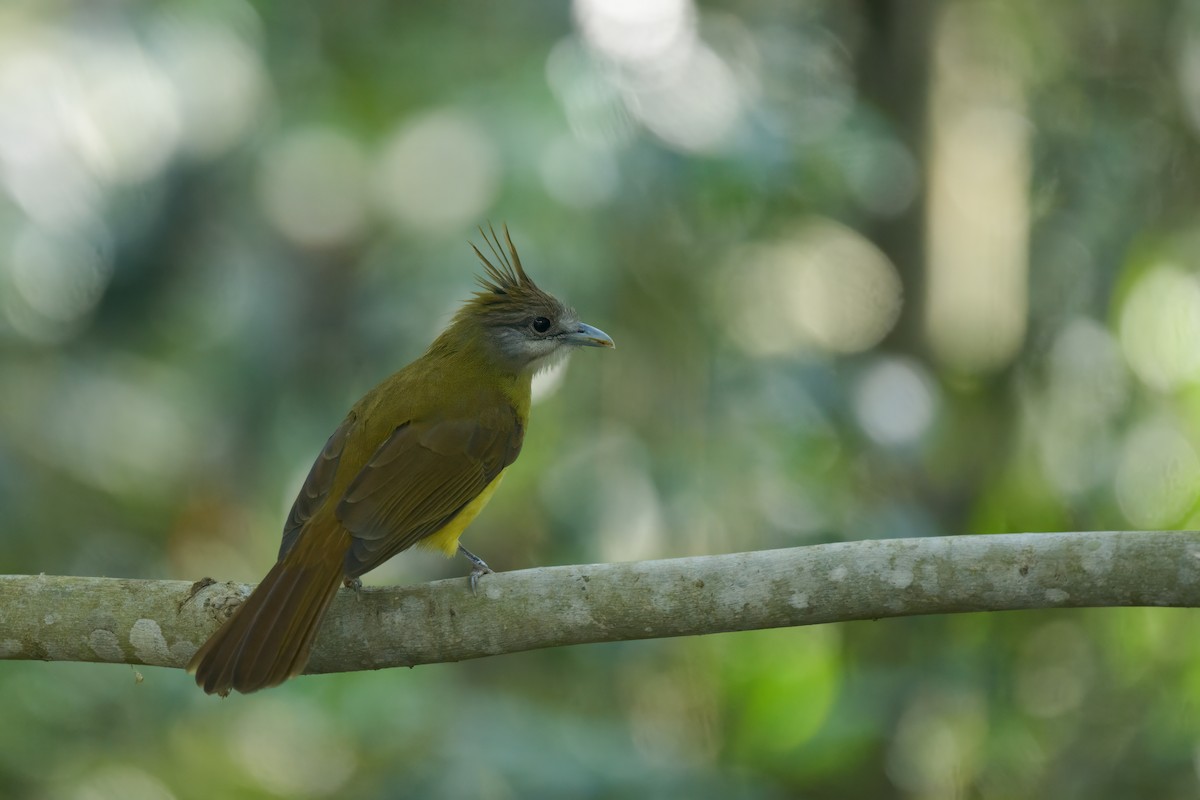 White-throated Bulbul - Adit  Jeyan