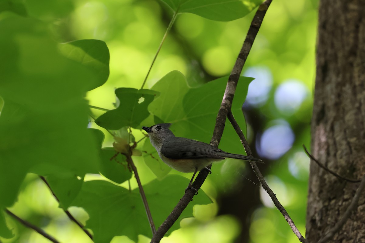 Tufted Titmouse - ML617818642