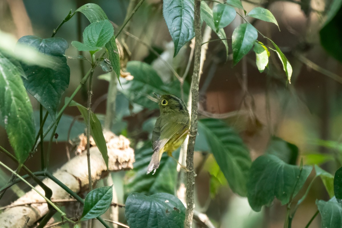 Whistler's Warbler - Adit  Jeyan