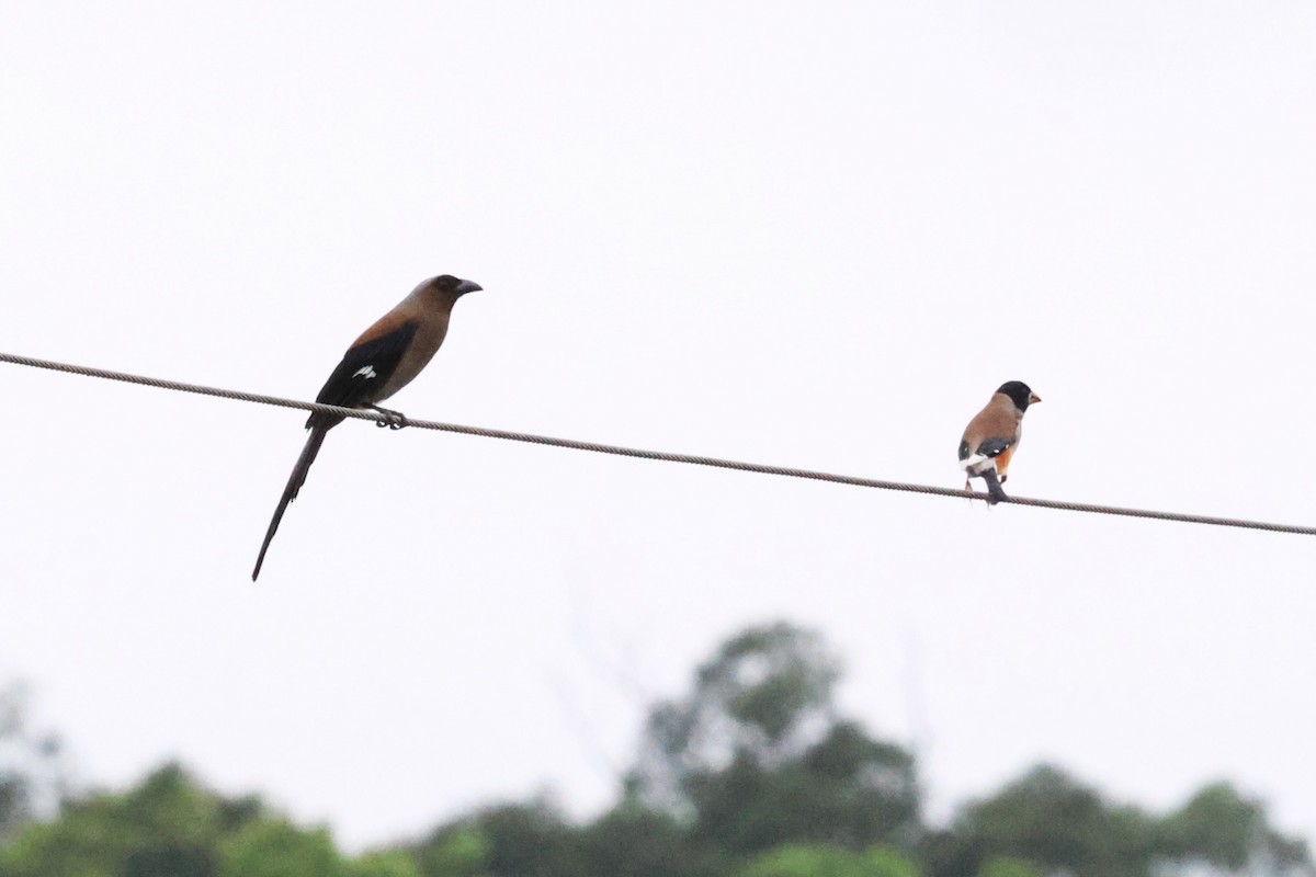 Yellow-billed Grosbeak - Mei-Luan Wang