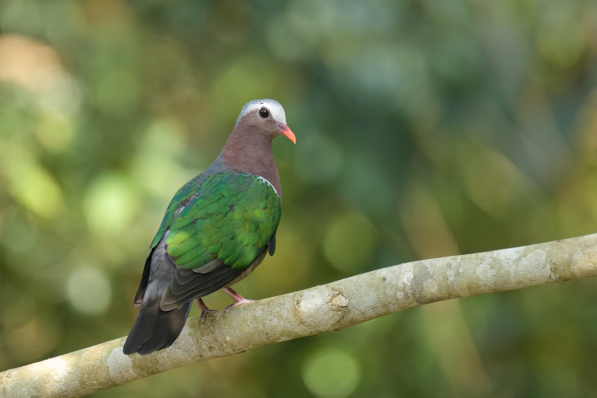 Asian Emerald Dove - Adit  Jeyan