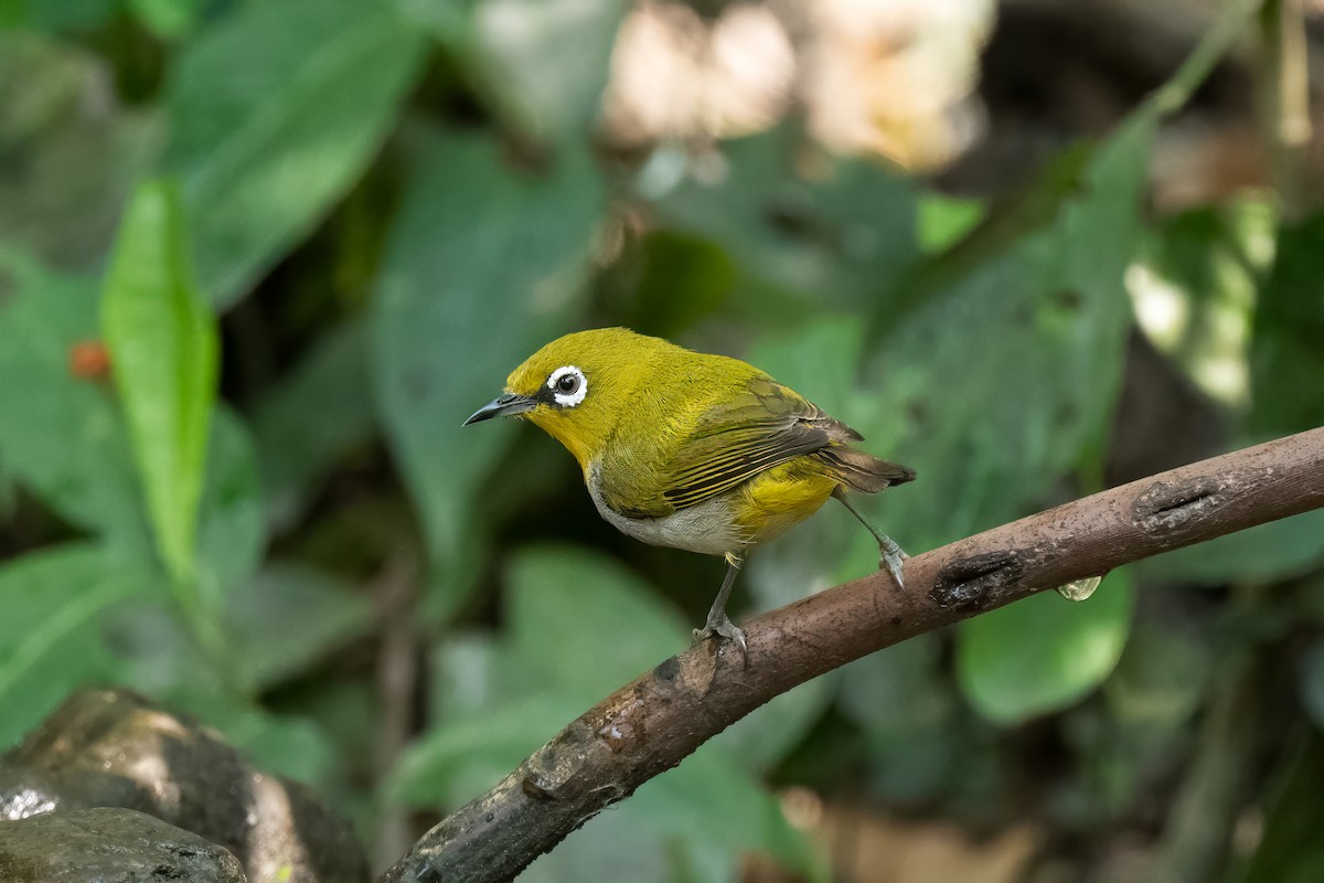 Indian White-eye - ML617818708