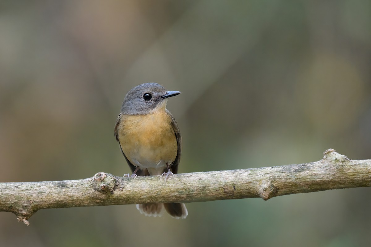 Pale-chinned Flycatcher - Adit  Jeyan