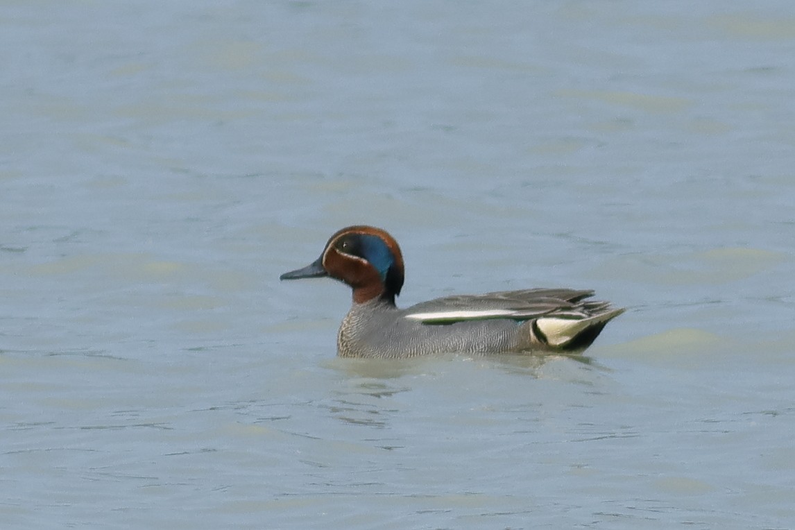 Green-winged Teal - ML617818746