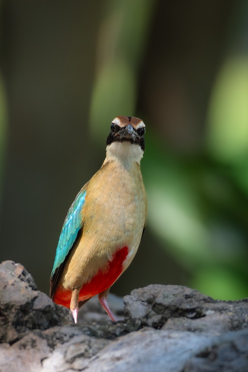 pita hnědokorunkatá - ML617818748