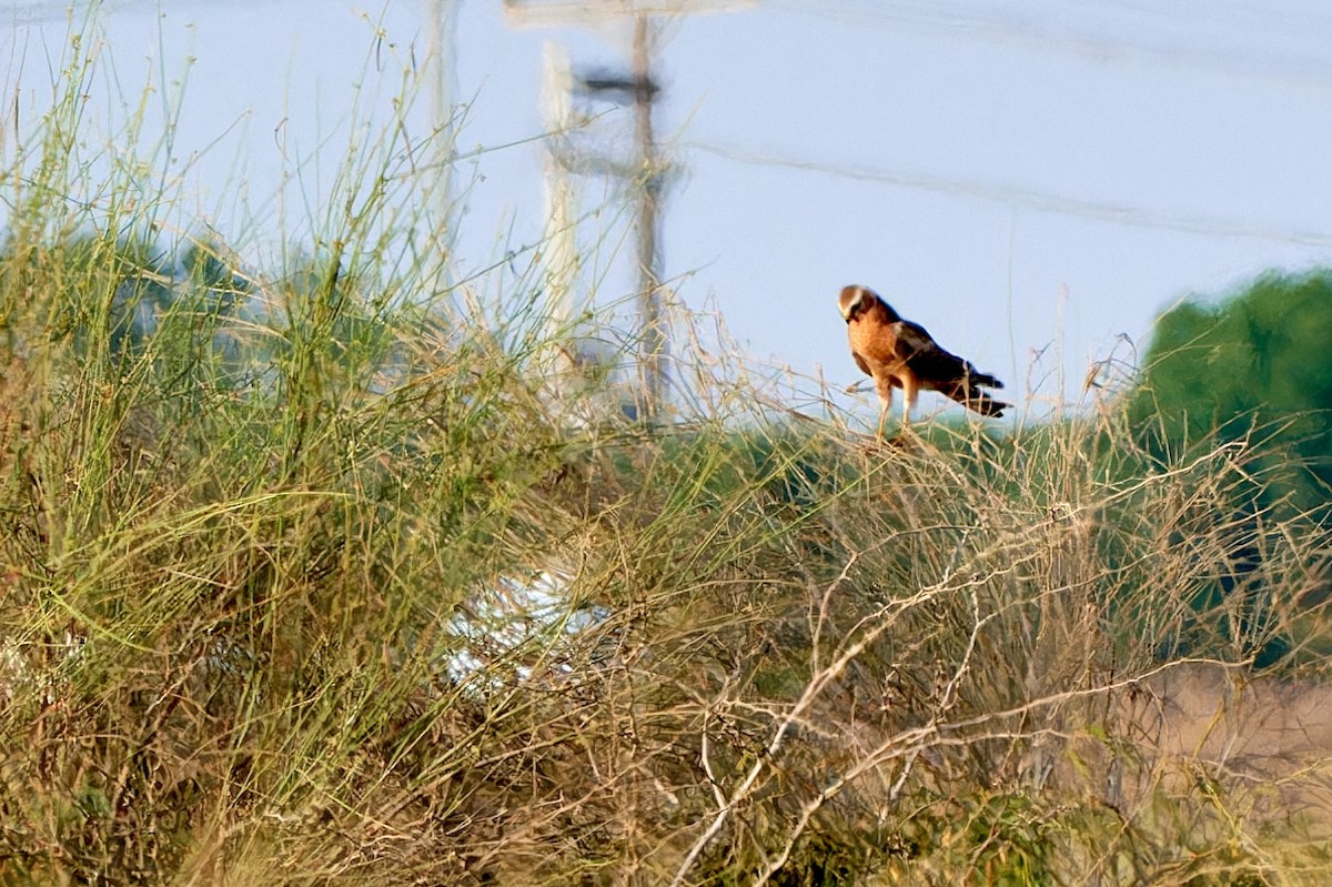 Pallid Harrier - ML617818831