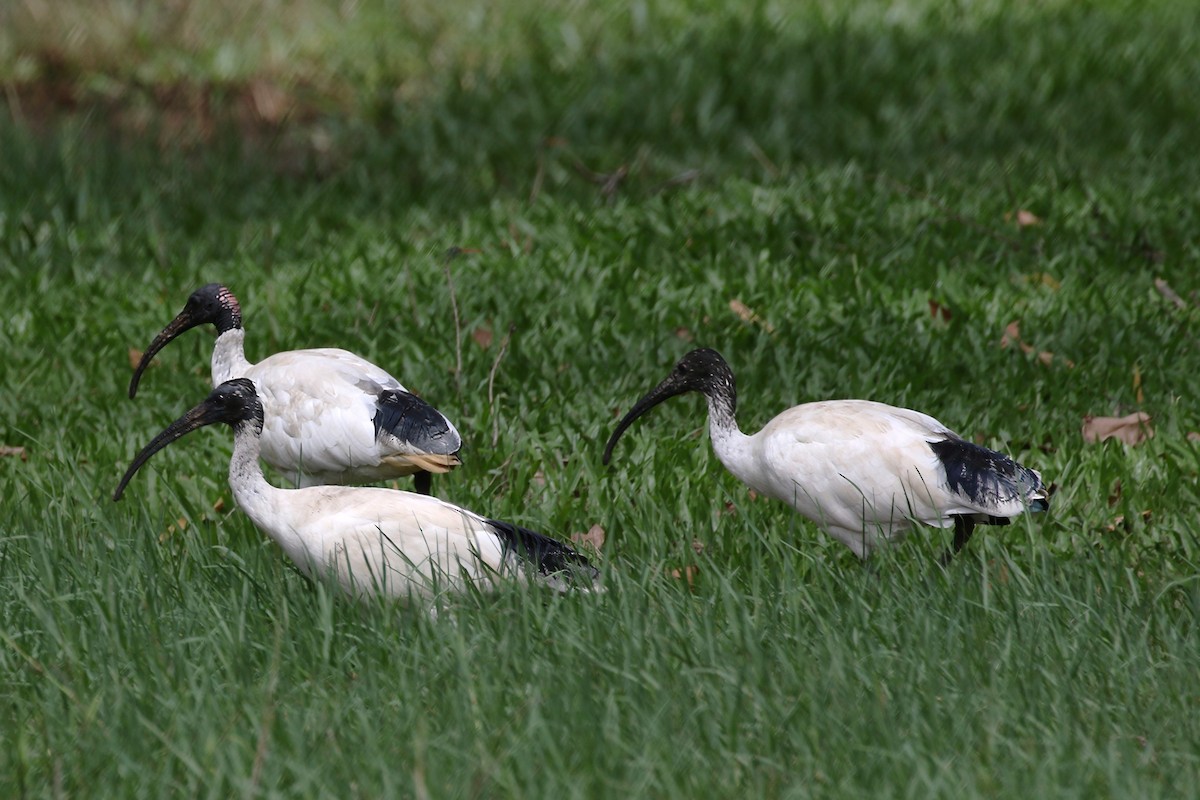 Australian Ibis - ML617818861