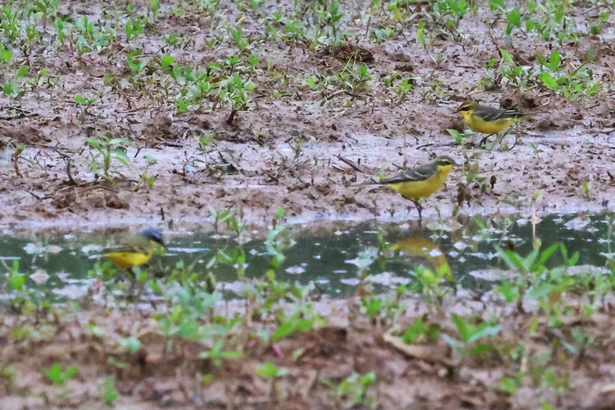 Eastern Yellow Wagtail (Green-headed) - ML617818886