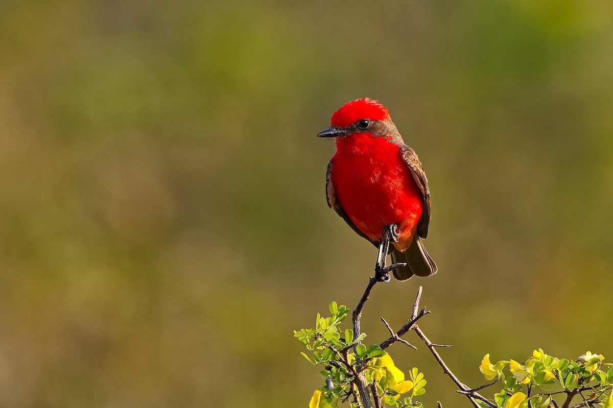 Vermilion Flycatcher - ML617818897