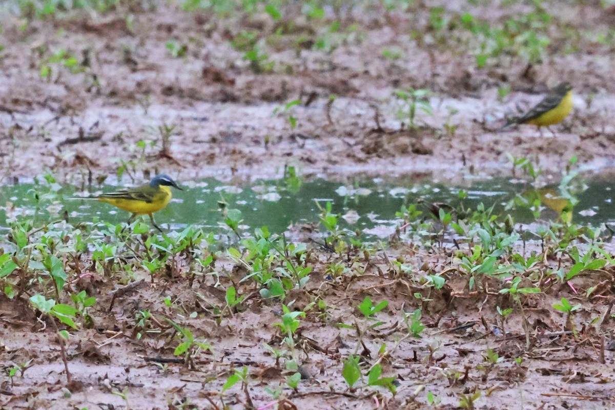 Eastern Yellow Wagtail (Eastern) - ML617818902
