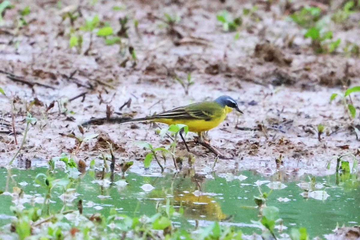 Eastern Yellow Wagtail (Eastern) - ML617818918