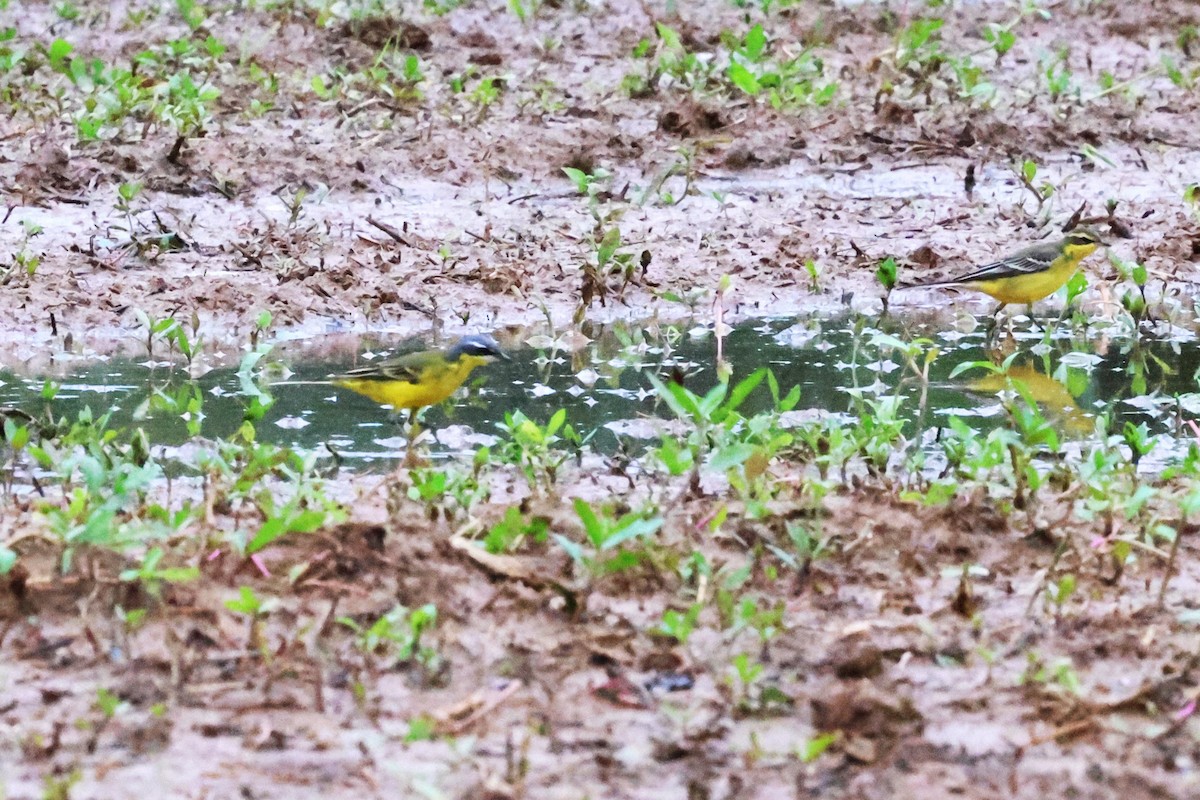 Eastern Yellow Wagtail (Eastern) - ML617818920