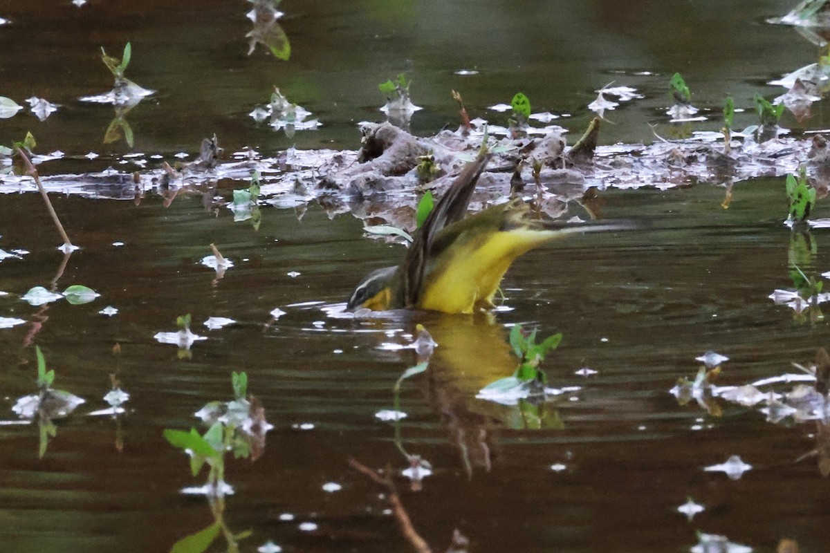 Eastern Yellow Wagtail (Eastern) - ML617818921
