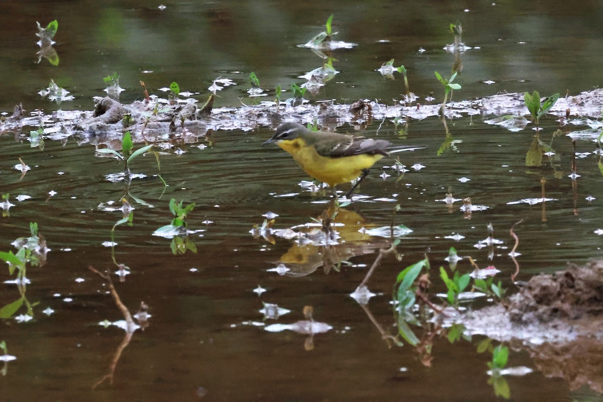 Eastern Yellow Wagtail (Eastern) - ML617818923