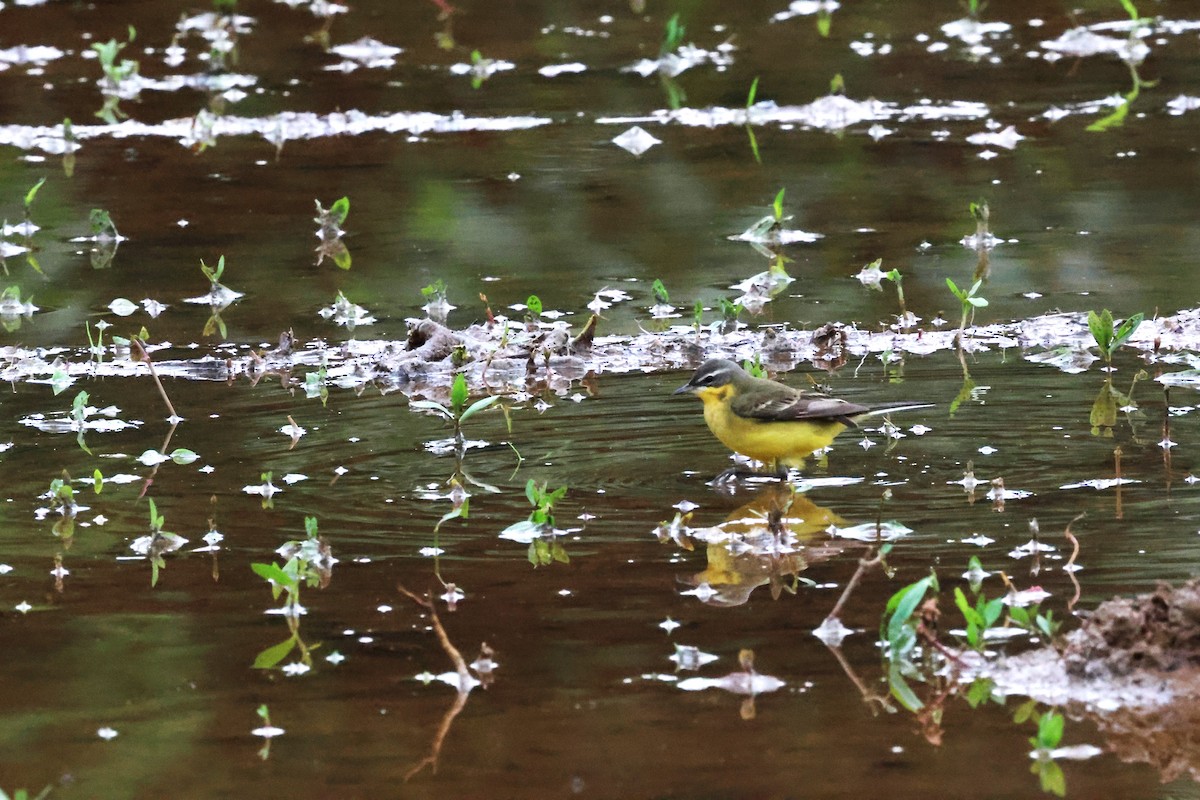 Eastern Yellow Wagtail (Eastern) - ML617818925