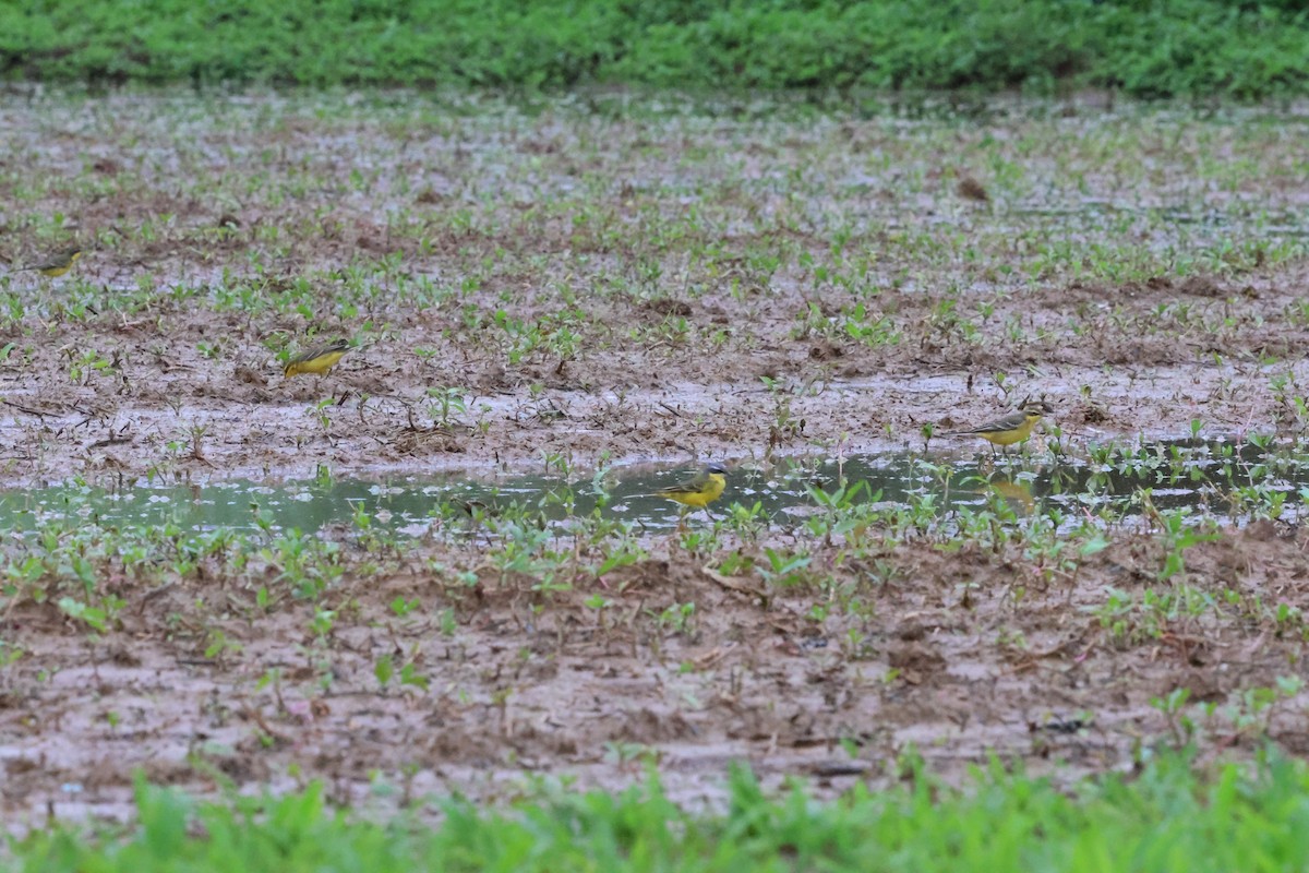 Eastern Yellow Wagtail (Eastern) - ML617818926