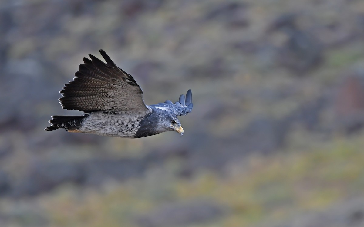 Black-chested Buzzard-Eagle - ML617818968