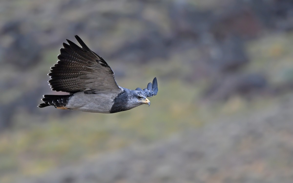 Black-chested Buzzard-Eagle - ML617818969