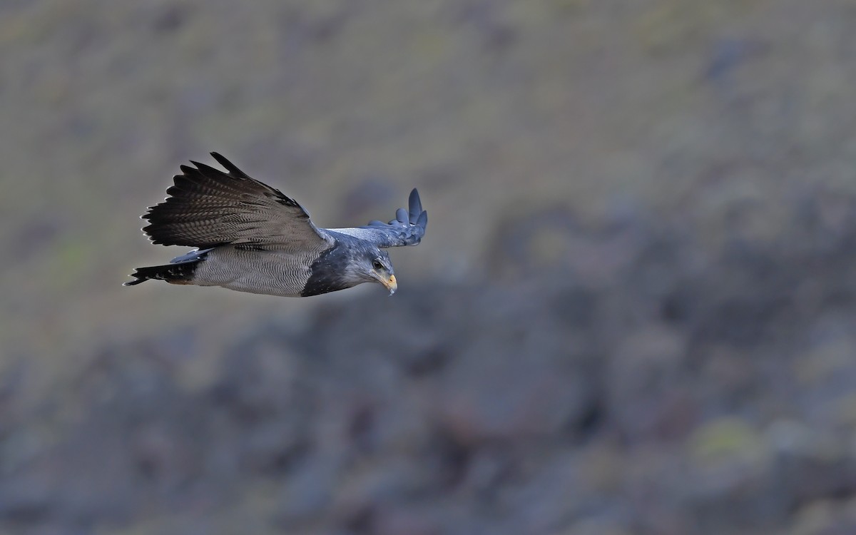 Black-chested Buzzard-Eagle - ML617818971