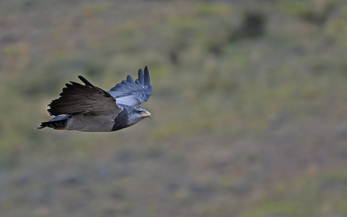 Black-chested Buzzard-Eagle - ML617818974