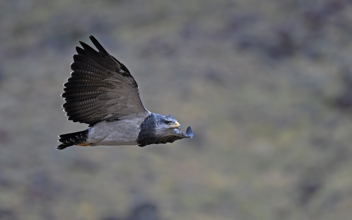 Black-chested Buzzard-Eagle - ML617818975