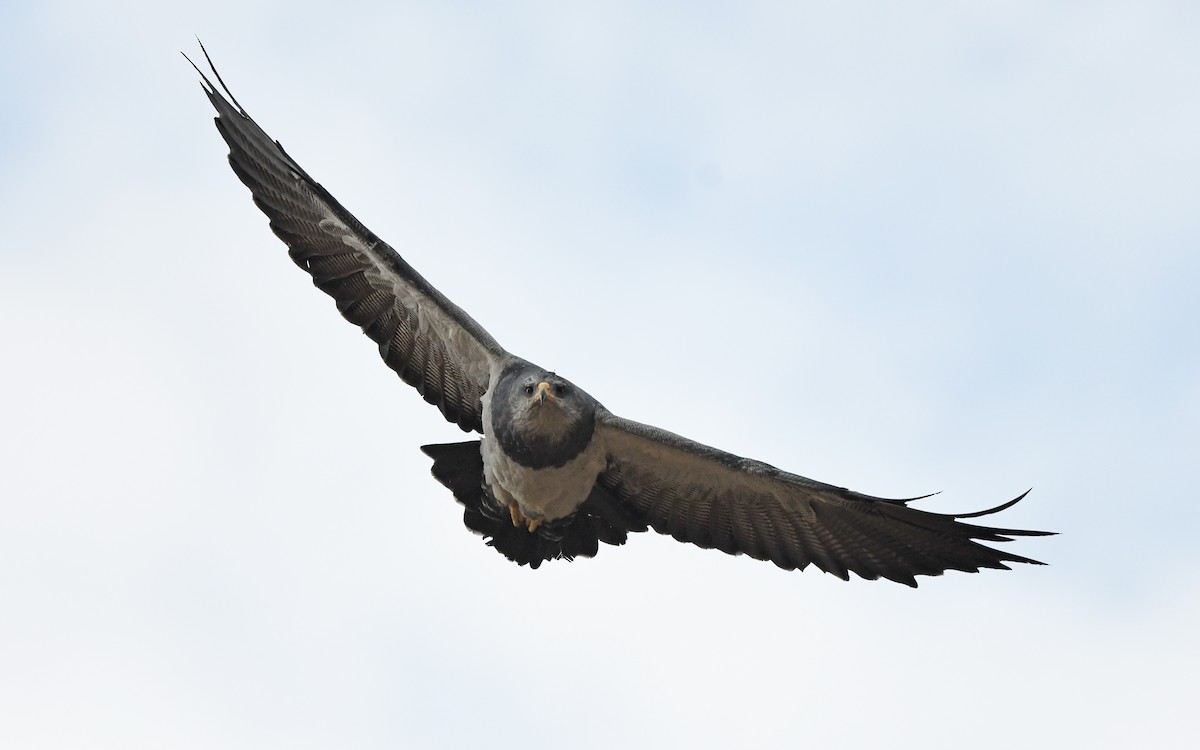 Águila Mora - ML617818976