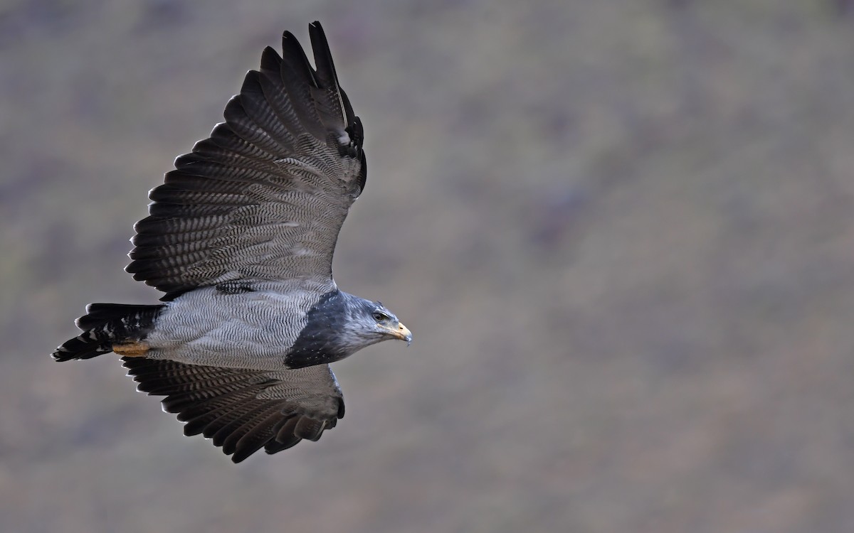 Black-chested Buzzard-Eagle - ML617818978