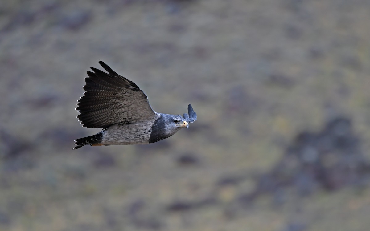 Black-chested Buzzard-Eagle - ML617818980