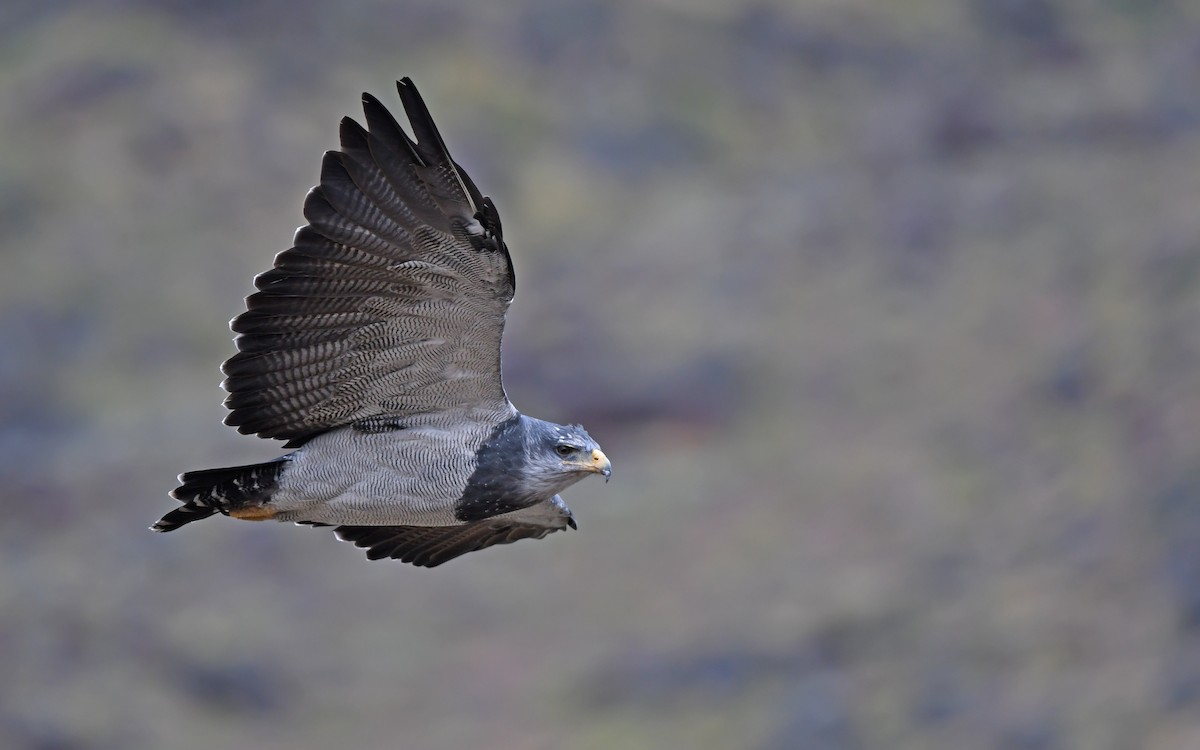 Black-chested Buzzard-Eagle - ML617818981