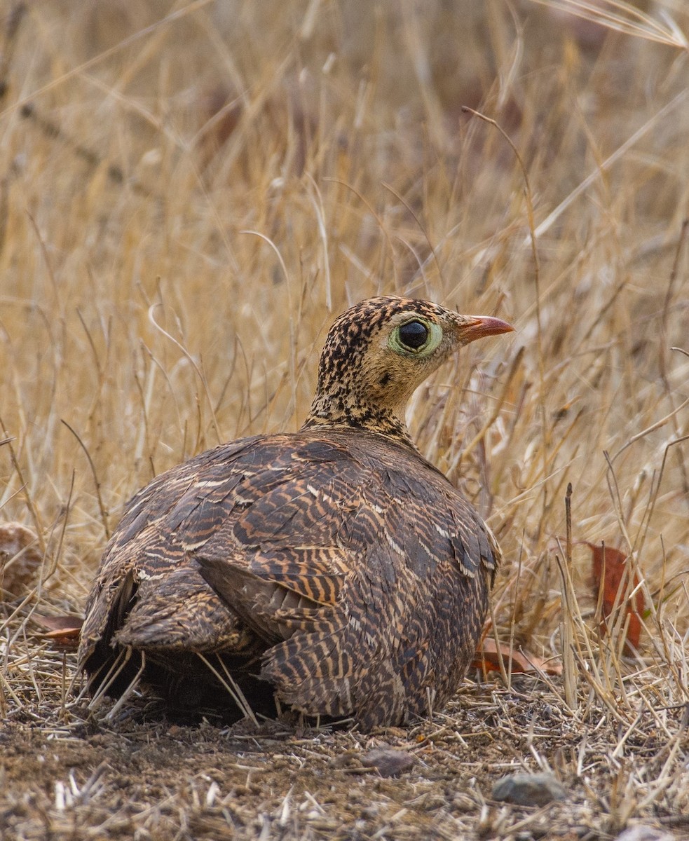 Painted Sandgrouse - ML617819031