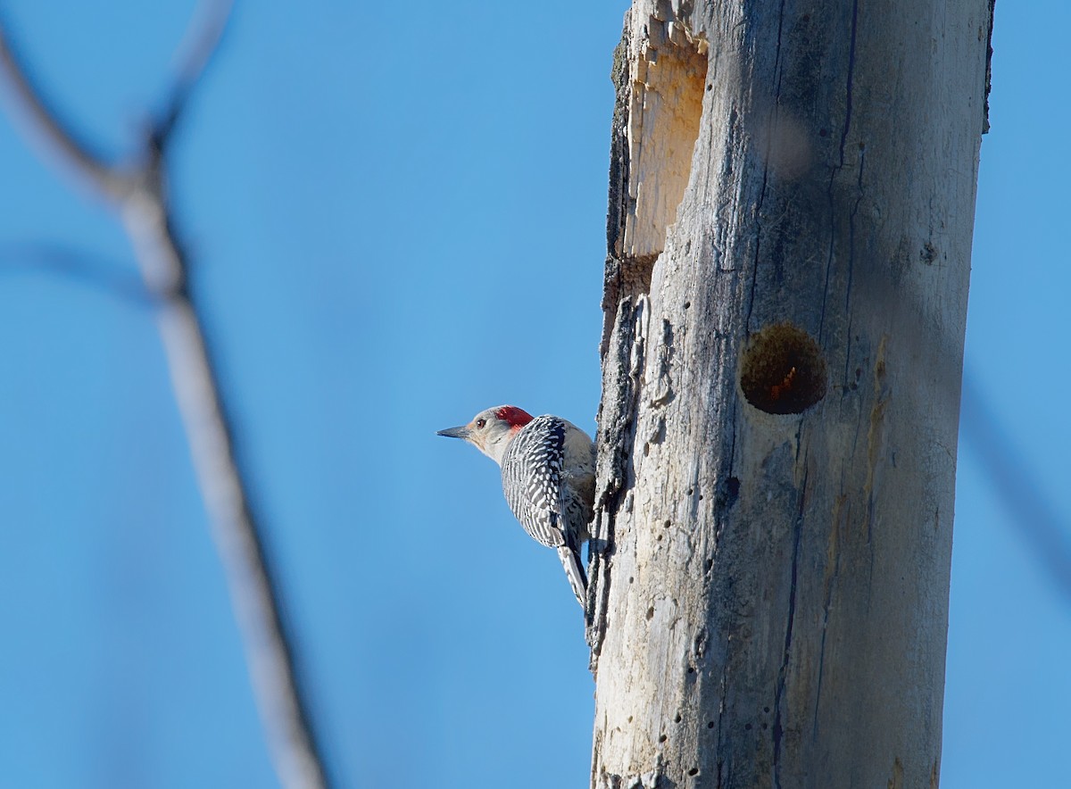 Red-bellied Woodpecker - ML617819043