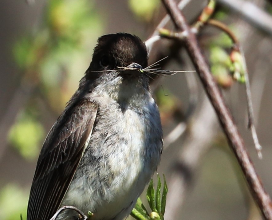 Eastern Phoebe - Matthew Valencic