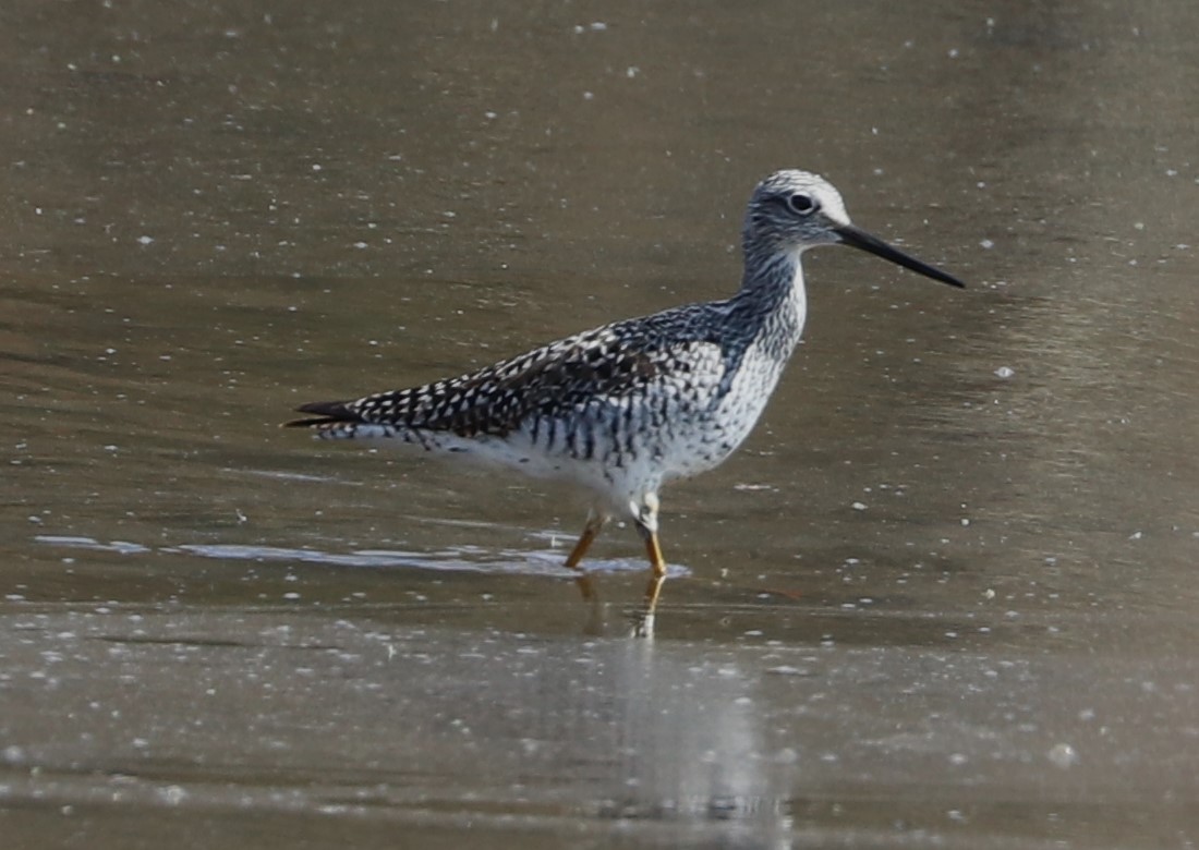 Greater Yellowlegs - Matthew Valencic