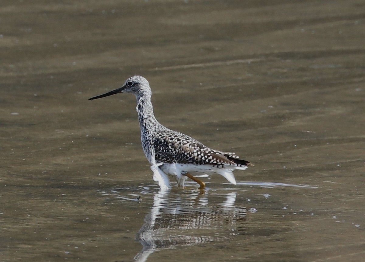 Greater Yellowlegs - ML617819085