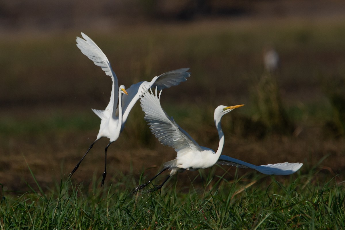 Great Egret - ML617819115