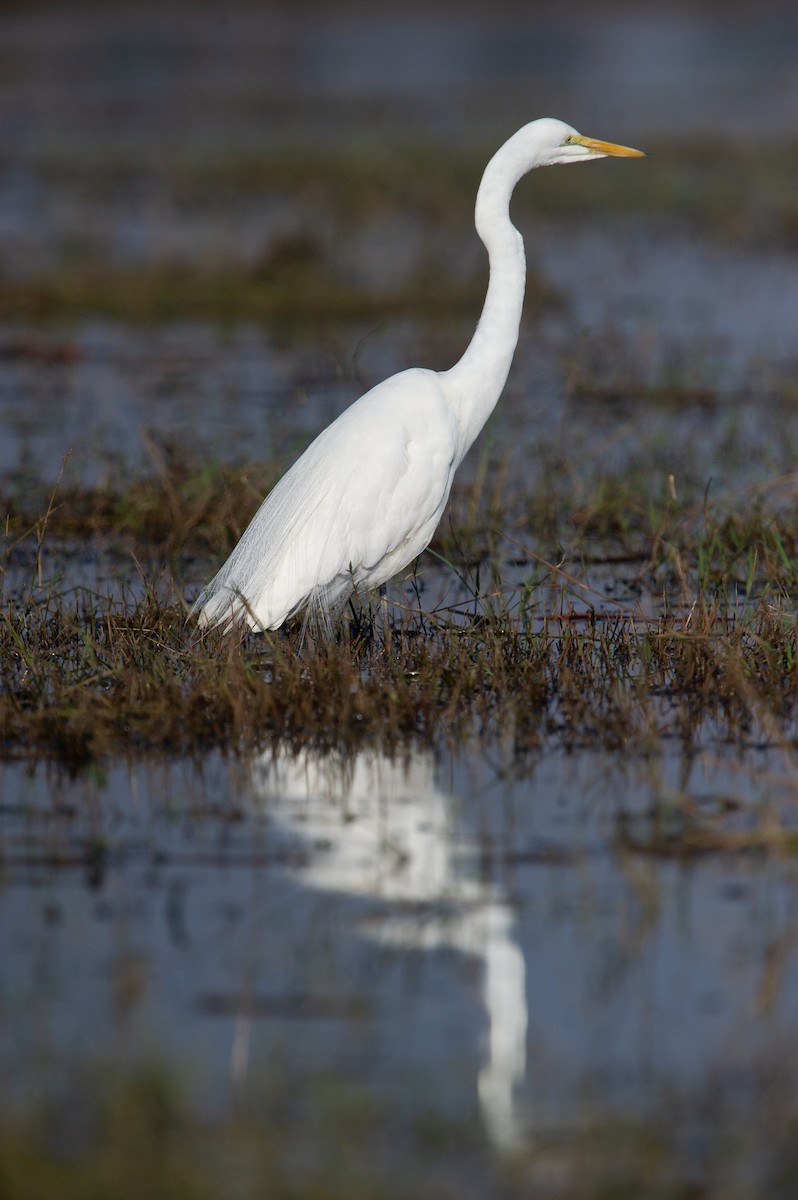 Great Egret - ML617819117