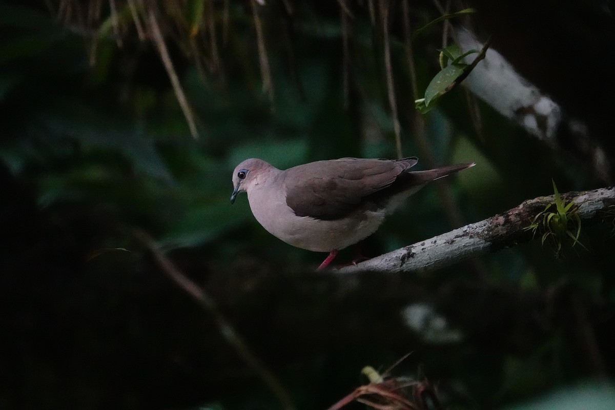 White-tipped Dove - ML617819177