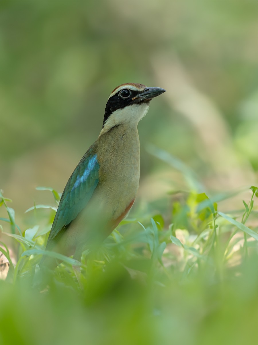 Fairy Pitta - Nuttapong Jomjan