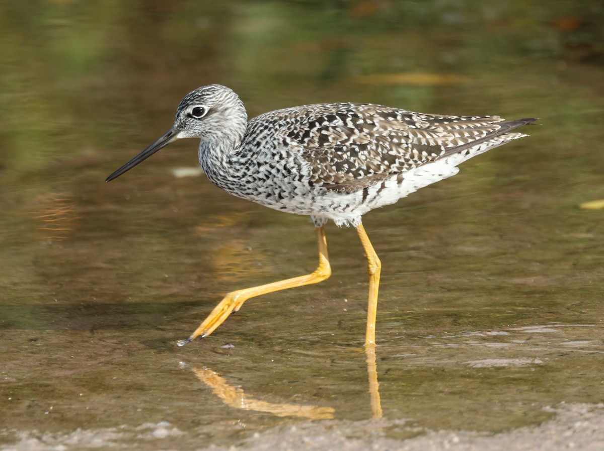 Greater Yellowlegs - Anne Ruben