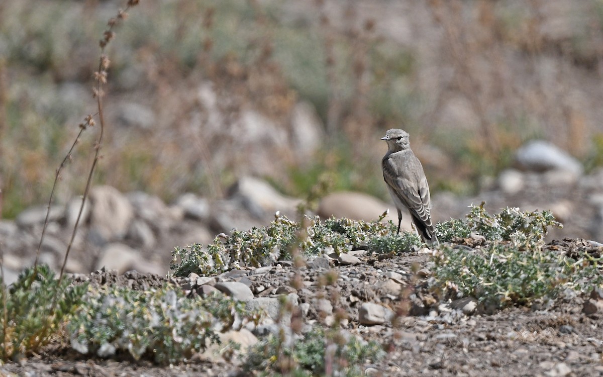 Black-fronted Ground-Tyrant - Christoph Moning