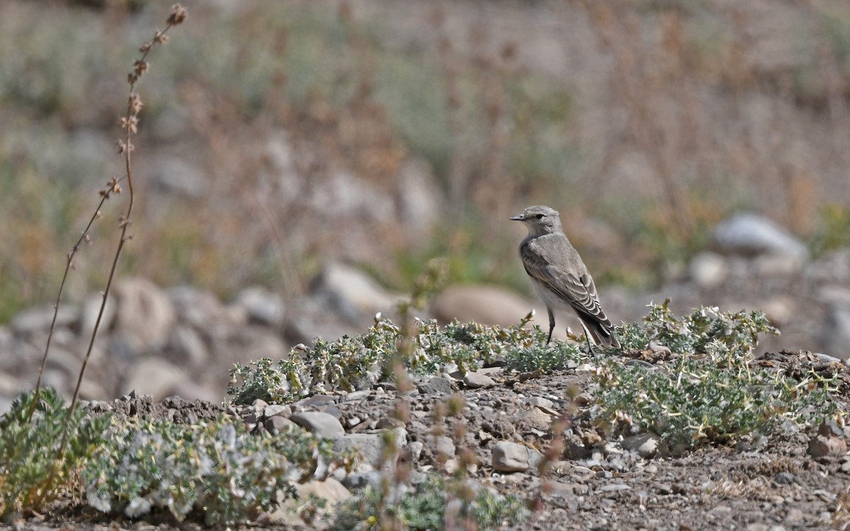 Black-fronted Ground-Tyrant - ML617819289