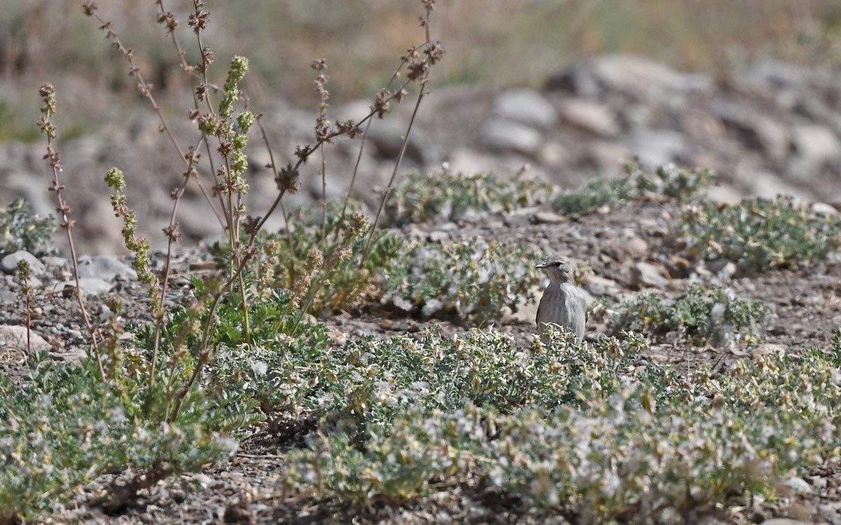 Black-fronted Ground-Tyrant - Christoph Moning