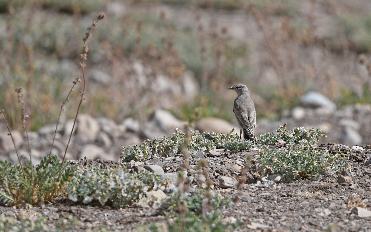 Black-fronted Ground-Tyrant - Christoph Moning