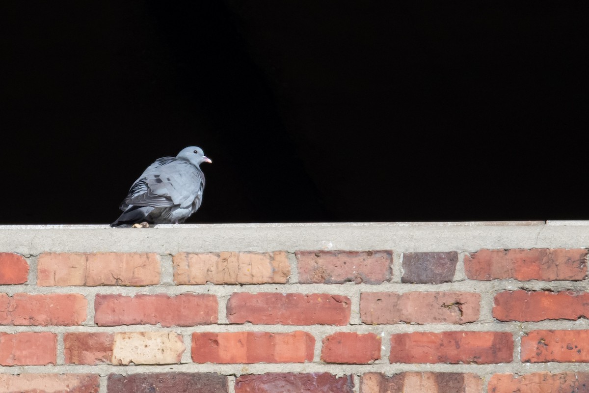 Stock Dove - David Campbell