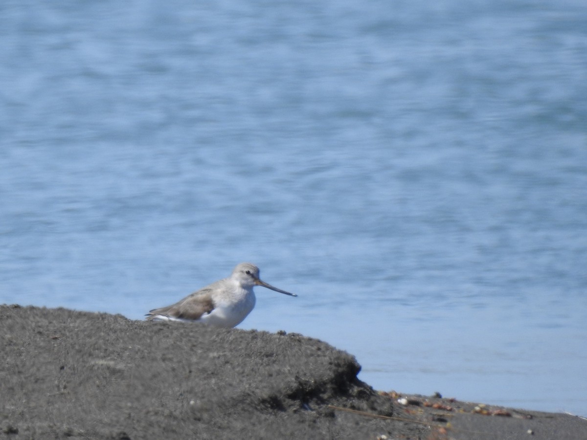 Terek Sandpiper - Gizo Seskuria