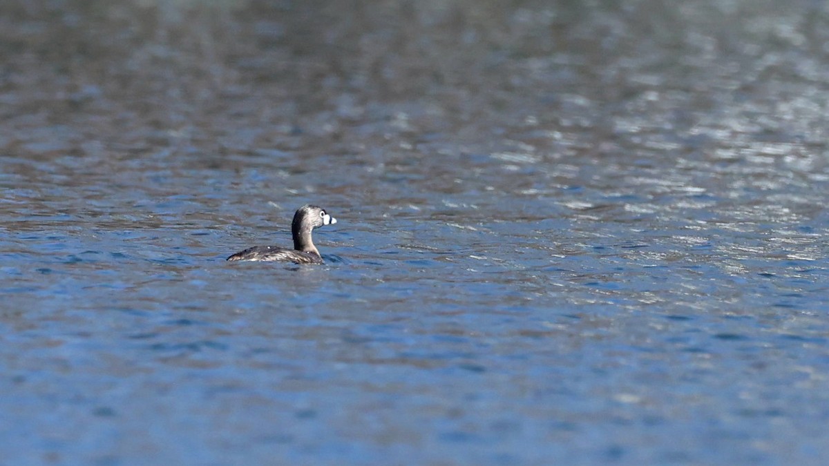 Pied-billed Grebe - Anonymous